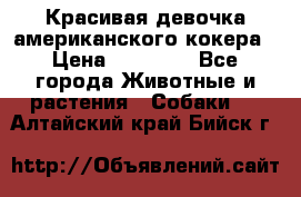 Красивая девочка американского кокера › Цена ­ 35 000 - Все города Животные и растения » Собаки   . Алтайский край,Бийск г.